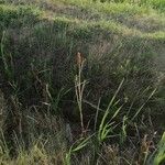 Typha latifoliaFlor