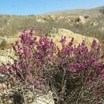 Anabasis articulata Flower