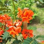 Sesbania punicea Flors