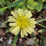 Launaea hafunensis Λουλούδι