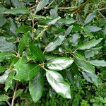 Quercus ilex Blad