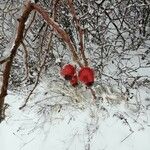 Rosa canina Fruit