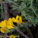 Cytisus ardoinoi Other