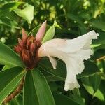 Cheilocostus speciosus Blüte