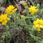 Genista hispanica Costuma