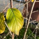 Frangula alnus Foglia