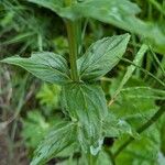 Epilobium alpestre Deilen