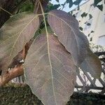 Tabebuia roseoalba Blatt