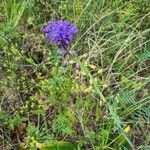 Muscari matritense Fiore