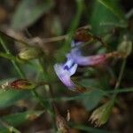 Torenia crustacea 花