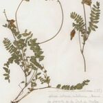 Oxytropis jacquinii Otro