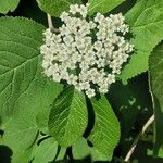 Viburnum lantanaКветка