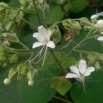 Clerodendrum indicum Kvet