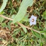 Trichodesma indicum Flower