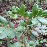 Cupania rufescens 葉