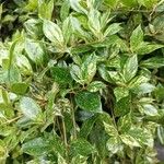 Osmanthus heterophyllus Leaf