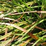 Carex distans Hoja