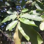 Diospyros mespiliformis 葉