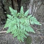 Davallia canariensis Leaf