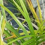 Carex muskingumensis ഇല