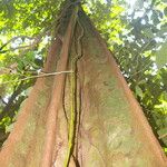 Lecointea amazonica Bark