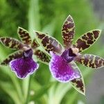 Zygopetalum maculatum പുഷ്പം