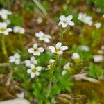 Saxifraga androsacea Cvet