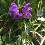 Prunella hastifolia Fula