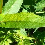 Hieracium prenanthoides Leaf