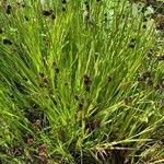 Juncus ensifolius Foglia