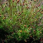 Dyssodia papposa Habit