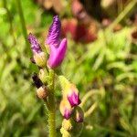 Drosera capensis Цветок