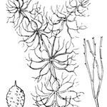 Ceratophyllum submersum Other