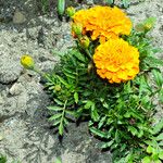 Tagetes erecta 形態
