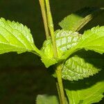 Stachytarpheta frantzii Leaf