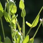 Epilobium howellii Фрукт