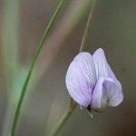 Lathyrus angulatus Blomst