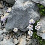 Iberis carnosa Flower