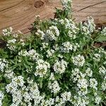 Lobularia maritima Alkat (teljes növény)
