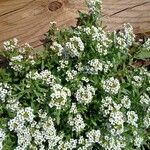 Lobularia maritima Costuma