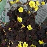 Oxalis hedysaroides Flor