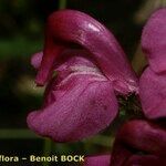 Pedicularis rostratocapitata Cvet