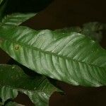 Quiina guianensis Leaf