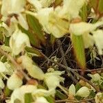 Corylopsis pauciflora फूल