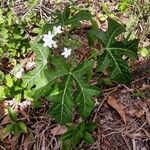 Cnidoscolus urens ശീലം