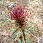 Atractylis humilis Flower