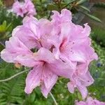 Rhododendron ponticum Flower