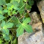 Geranium sibiricum List