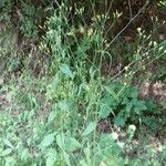 Lapsana communis 整株植物