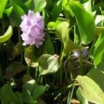 Pontederia crassipes Хабит
